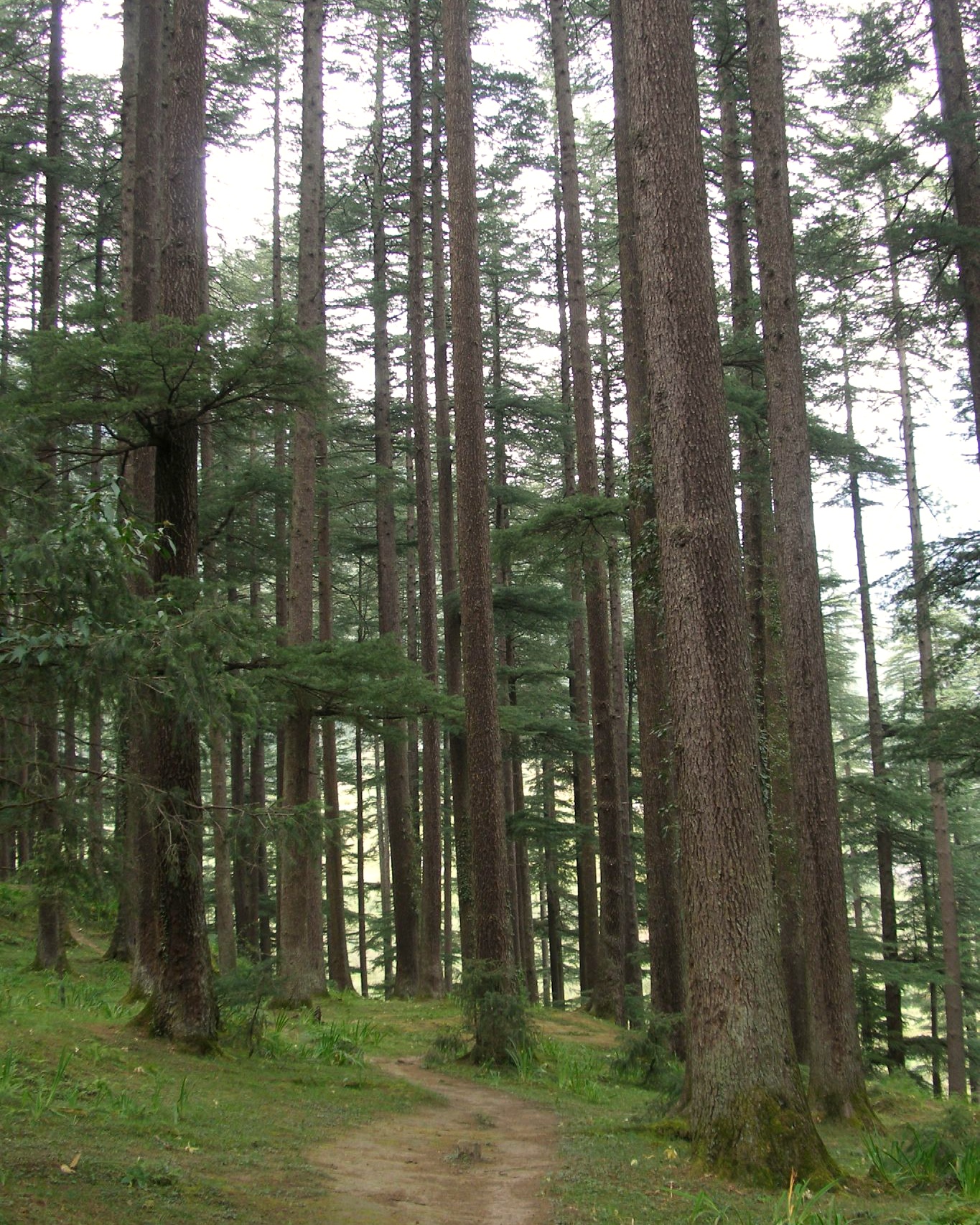 Towering ancient Himalayan Deodar cedar forest in Van Vihar, Manali